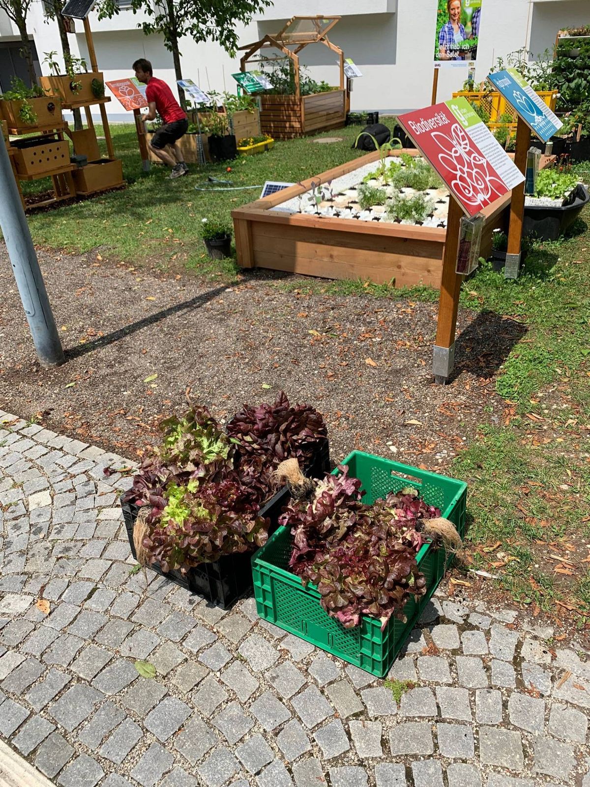 Urban-Gardening-Demonstrationsgarten an der Hochschule Augsburg: Frisch geerntet...