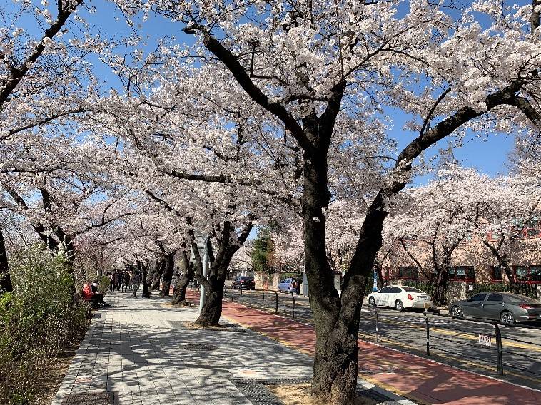 Kirschblüte in Yeouido