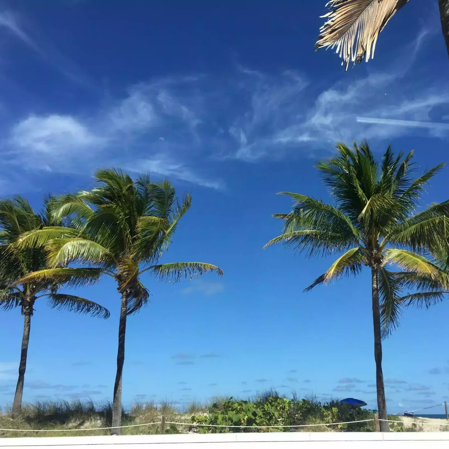 Palmen mit Himmel im Hintergrund