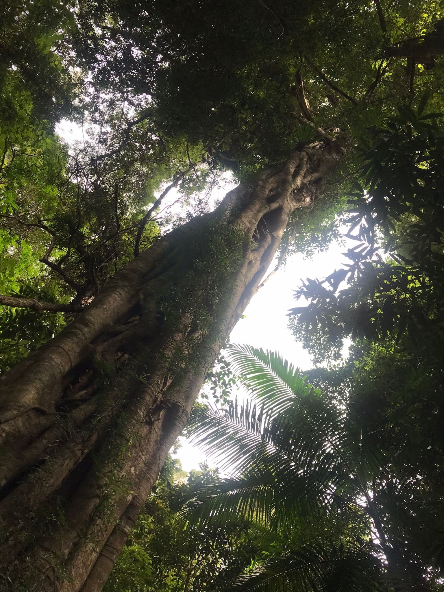 Regenwälder rund um Cairns