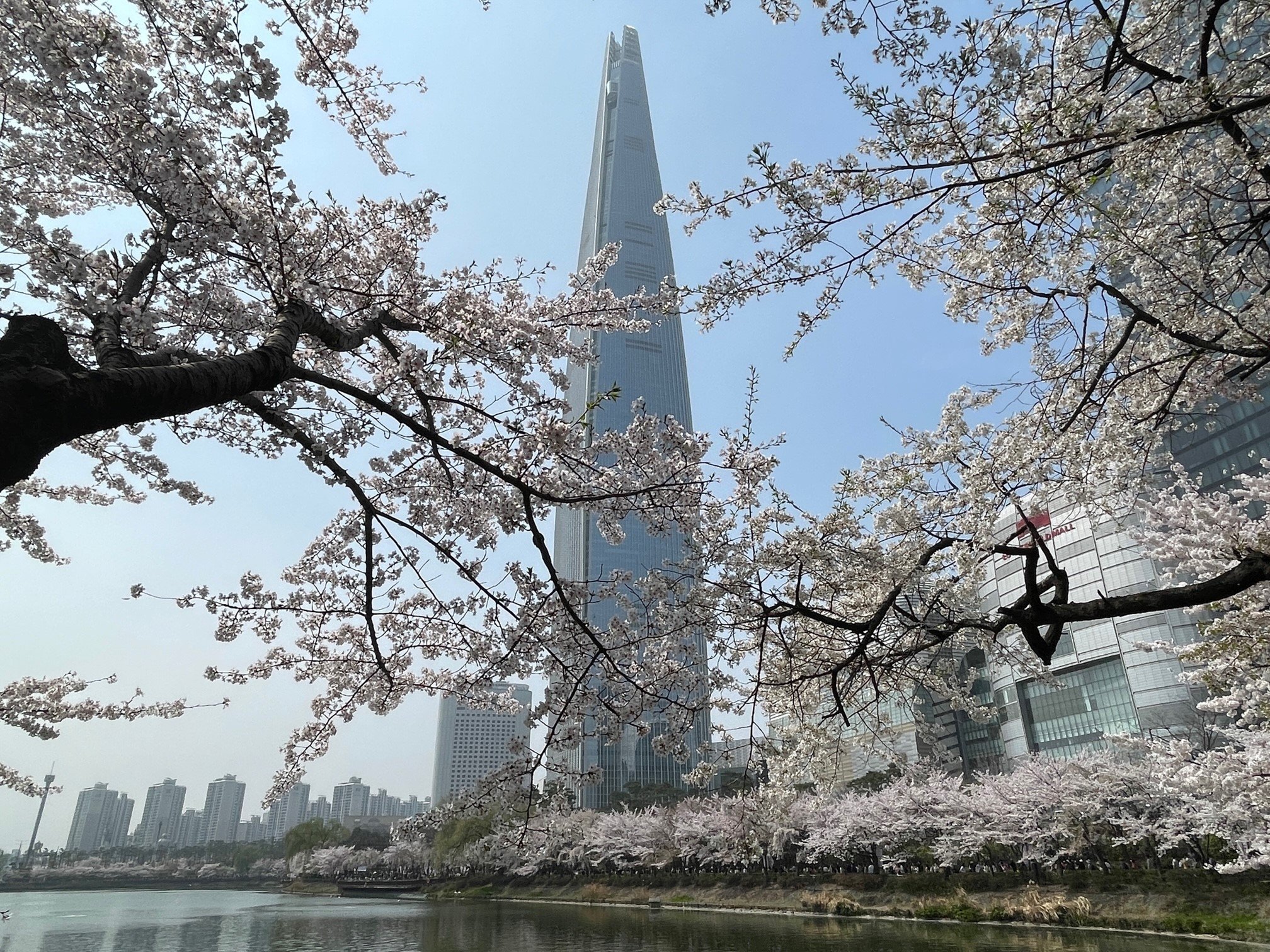 Lotte Tower während der Kirschblüten-Zeit